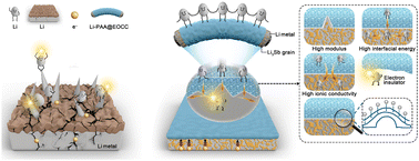 Graphical abstract: A large-capacity, superhigh-rate integrated lithium metal anode with top-down composition gradient enabled by polyantimonic acid