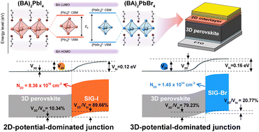 Graphical abstract: Deciphering 2D perovskite's role in perovskite solar cells via intact 3D/2D junctions