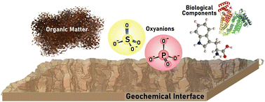 Graphical abstract: Analysis of micro- and nanoscale heterogeneities within environmentally relevant thin films containing biological components, oxyanions and minerals using AFM-PTIR spectroscopy