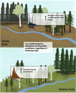 Graphical abstract: The molecular diversity of dissolved organic matter in forest streams across central Canadian boreal watersheds