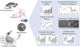 Graphical abstract: Polystyrene microplastics interaction and influence on the growth kinetics and metabolism of tilapia gut probiotic Bacillus tropicus ACS1