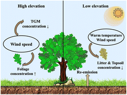 Graphical abstract: Atmospheric mercury uptake and accumulation in forests dependent on climatic factors