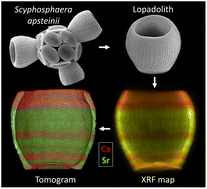 Graphical abstract: An uneven distribution of strontium in the coccolithophore Scyphosphaera apsteinii revealed by nanoscale X-ray fluorescence tomography