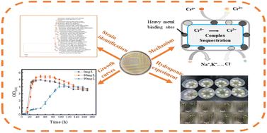 Graphical abstract: Inoculation of chromium-tolerant bacterium LBA108 to enhance resistance in radish (Raphanus sativus L.) and combined remediation of chromium-contaminated soil