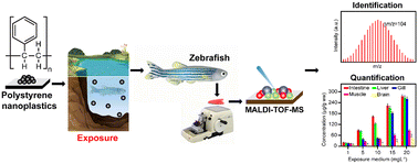 Graphical abstract: Qualitative and quantitative analysis of accumulation and biodistribution of polystyrene nanoplastics in zebrafish (Danio rerio) via artificial freshwater