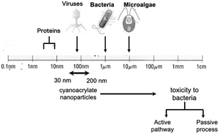 Graphical abstract: Comparable antibacterial effects and action mechanisms of ethyl cyanoacrylate nanoparticles on Bacillus subtilis and Escherichia coli evaluated by transcriptome and morphological changes