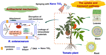 Graphical abstract: Effective control of the tomato wilt pathogen using TiO2 nanoparticles as a green nanopesticide