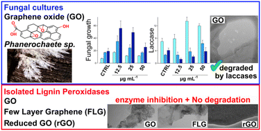 Graphical abstract: Graphene oxide degradation by a white-rot fungus occurs in spite of lignin peroxidase inhibition