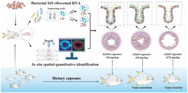 Graphical abstract: Reshaping fish intestinal microbiota and facilitating barrier function by ZnO nanoparticles