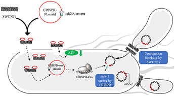 Graphical abstract: Eliminated colistin-resistance dissemination by a carbon nanotube-mediated CRISPR/Cas9 system – a combined effect of curing plasmid and conjugation blocking