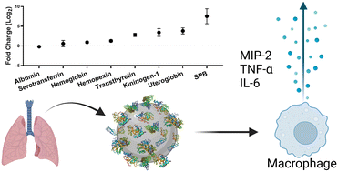 Graphical abstract: Interaction of TiO2 nanoparticles with lung fluid proteins and the resulting macrophage inflammatory response