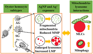 Graphical abstract: Silver nanoparticles affect bidirectional crosstalk between mitochondria and lysosomes in hemocyte subtypes of the oyster Crassostrea hongkongensis