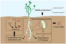 Graphical abstract: α-Fe2O3 nanomaterials strengthened the growth promoting effect of Pseudomonas aurantiaca strain JD37 on alfalfa via enhancing the nutrient interaction of the plant–rhizobacteria symbiont