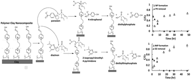 Graphical abstract: Self-regenerable clay polymer nanocomposite for organophosphate adsorption and degradation