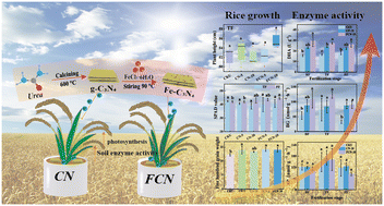Graphical abstract: g-C3N4 promotes agro-ecosystem productivity: a case study for rice
