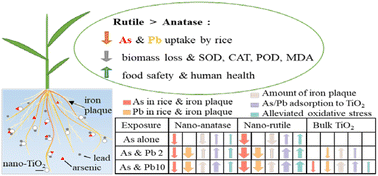 Graphical abstract: Simultaneous reduction of arsenic and lead bioaccumulation in rice (Oryza sativa L.) by nano-TiO2: a mechanistic study