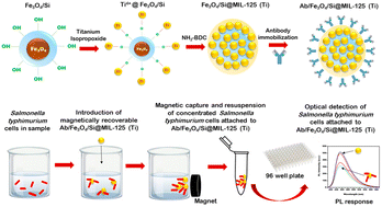 Graphical abstract: Development of core@shell magnetic framework composite for immunoselective detection and capture of Salmonella typhimurium
