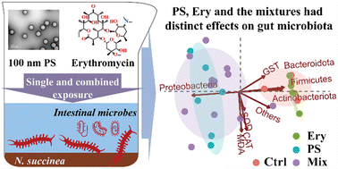Graphical abstract: Distinct effects of nano-polystyrene, erythromycin, and their mixtures on the composition and metabolic profile of intestinal microbiota in Nereis succinea