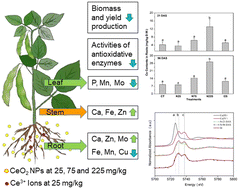 Graphical abstract: Understanding the phytotoxic effects of CeO2 nanoparticles on the growth and physiology of soybean (Glycine max L. Merrill) in soil media