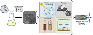 Graphical abstract: Nanoplastics prepared with uniformly distributed metal-tags: a novel approach to quantify size distribution and particle number concentration of polydisperse nanoplastics by single particle ICP-MS