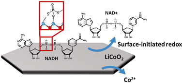 Graphical abstract: Understanding the reaction mechanisms of nicotinamide adenine dinucleotide (NADH) with lithium cobalt oxide and other metal oxide nanomaterials