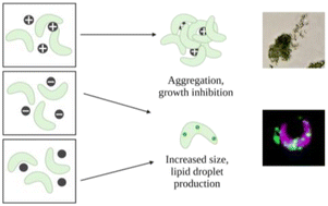 Graphical abstract: The effect of nanoparticle surface charge on freshwater algae growth, reproduction, and lipid production