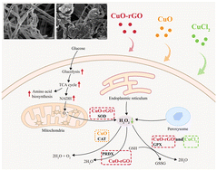 Graphical abstract: Comparing the inhibitory effects of CuO-rGO, CuO NPs, and CuCl2 on the oomycete Phytophthora sojae: insights from phenotypic and transcriptomic analyses