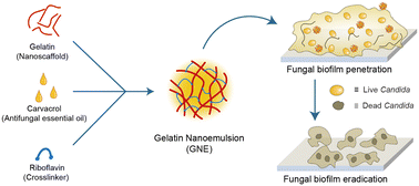 Graphical abstract: Nature-derived gelatin-based antifungal nanotherapeutics for combatting Candida albicans biofilms