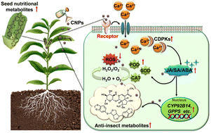 Graphical abstract: Nano-chitosan boosts sesame plant anti-herbivore defenses and seed nutritional metabolites