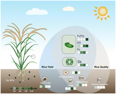 Graphical abstract: Artificial neural networks to investigate the bioavailability of selenium nanoparticles in soil–crop systems