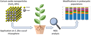 Graphical abstract: Impact of CeO2 nanoparticles on the microbiota of the S. flos-cuculi L. (Caryophyllaceae) rhizosphere