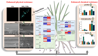 Graphical abstract: Transcriptomics and metabolomics reveal the mechanisms of enhanced constitutive resistance in rice (Oryza Sativa L.) by silica nanomaterials