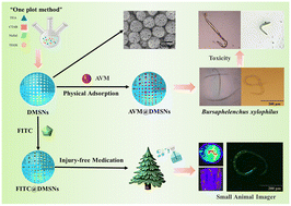 Graphical abstract: Sustainable DMSNs nano-biopesticide platform built by a “one-pot” method focusing on injury-free drug demonstration of pine wood nematodes