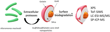 Graphical abstract: A multi-technique analysis of gelatin biodegradation on the surface of core–shell nanoparticles by Alteromonas macleodii extracellular proteases