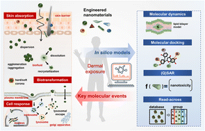 Graphical abstract: The nanosafety assessment of ENMs under a dermal exposure scenario: from key molecular events to in silico modeling tools