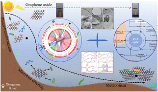 Graphical abstract: Light mediated the interface interaction of commercial graphene oxide in natural surface water: photo-transformation, microbial diversity and metabolism