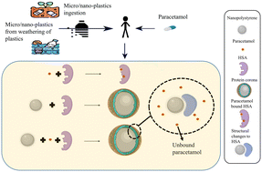 Graphical abstract: The impact of nano-polystyrene on human serum albumin–paracetamol interactions: understanding the impact on therapeutic development and safety