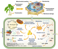 Graphical abstract: A critical review on the toxicity regulation and ecological risks of zinc oxide nanoparticles to plants