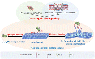 Graphical abstract: Continuous-time binding kinetics of graphene oxide quantum dots and lipid bilayers dominated by hydrogen bonding: effect of nanoparticles' protein corona and membrane components