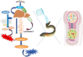 Graphical abstract: Effects of polystyrene nanoplastics on apoptosis, digestive enzymes, and intestinal histological structure and flora of swamp eel (Monopterus albus)