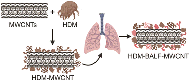 Graphical abstract: House dust mite extract forms a der p 2 corona on multi-walled carbon nanotubes: implications for allergic airway disease