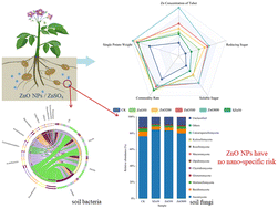Graphical abstract: Effect of ZnO nanoparticle application on crop safety and soil environment: a case study of potato planting