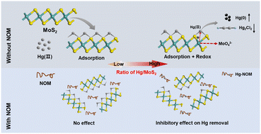 Graphical abstract: Effect of natural organic matter (NOM) on the removal efficiency of Hg(ii) by MoS2: dependence on the Hg/MoS2 ratio and NOM properties