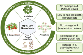 Graphical abstract: Mg–Al LDH nanosheets as a nanotechnological tool in agriculture: an exploratory toxicity evaluation study