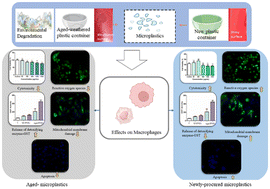 Graphical abstract: Elucidating the effects of naturally weathered aged-polypropylene microplastics and newly procured polypropylene microplastics on raw 264.7 macrophages