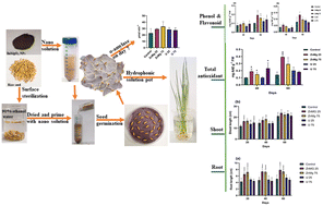 Graphical abstract: Effect of ZnMgO2 nanoparticles used as a nanofertilizer: promoting the growth activities of rice seedlings
