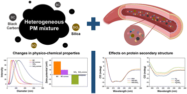 Graphical abstract: Characterization of black carbon and silica nanoparticle interactions with human plasma proteins