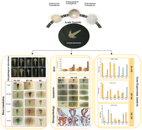 Graphical abstract: Comparative toxicity of polystyrene, polypropylene, and polyethylene nanoplastics on Artemia franciscana nauplii: a multidimensional assessment