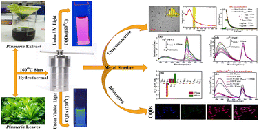 Graphical abstract: Biogenic synthesis of dual-emission chlorophyll-rich carbon quantum dots for detection of toxic heavy metal ions – Hg(ii) and As(iii) in water and mouse fibroblast cell line NIH-3T3