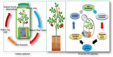 Graphical abstract: Alleviation of cadmium-induced oxidative damage through application of zinc oxide nanoparticles and strigolactones in Solanum lycopersicum L.